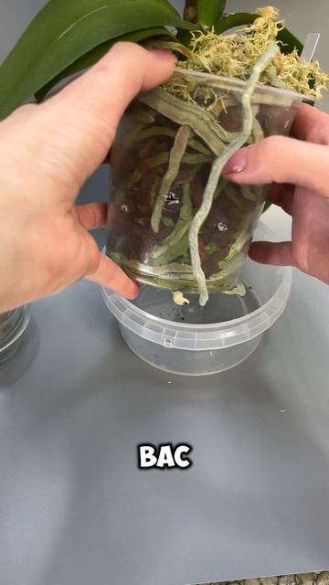 КОГДА и КАК ПОЛИВАТЬ ОРХИДЕЮ?! смотреть онлайн