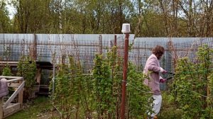 8 мая Хроника дачной жизни.