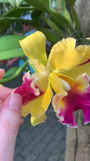 Желто красные орхидеи в ботаническом саду Нонг Нуч! Та смотреть онлайн