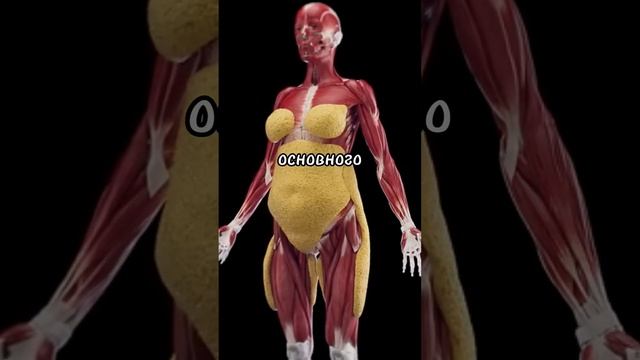 Что происходит с Вашим телом, если не есть 3 дня #здоров смотреть онлайн