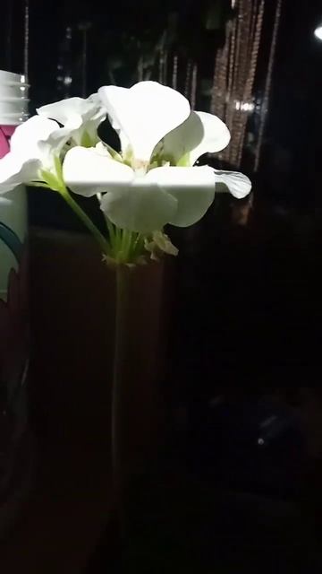 🌿Герань🌿#Белая😍#ДобройНочи🌱🤪 смотреть онлайн