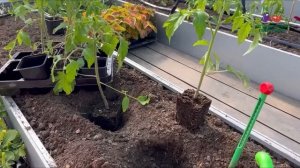 КОГДА ВЫСАЖИВАТЬ РАССАДУ В ГРУНТ И КАК ПРАВИЛЬНО ЭТО С