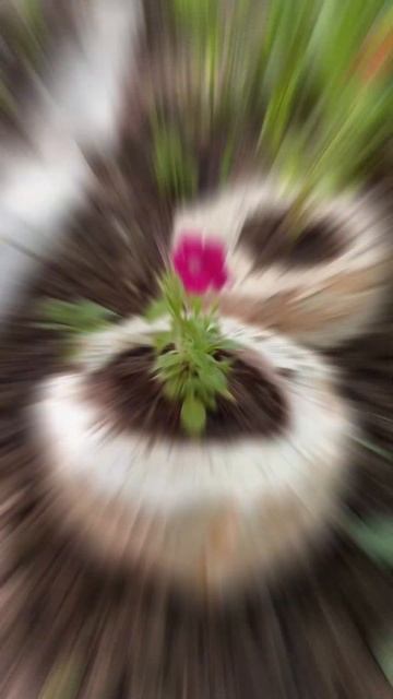 Создаем красоту во дворе #кашподляцветов #своимирукам смотреть онлайн