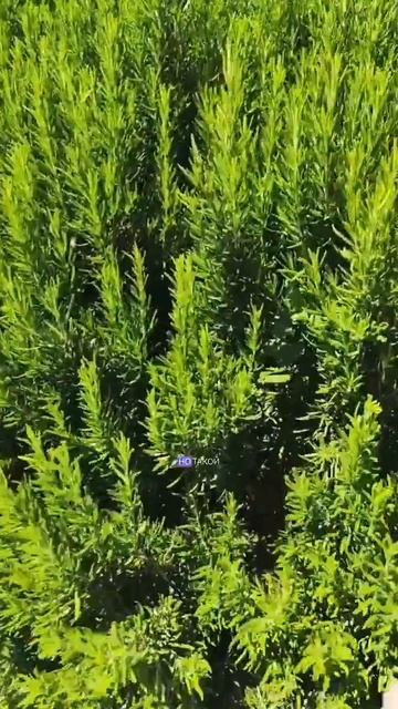 Лавандовое поле. Анапа. 2024г #путешествия #отдых #цветы # смотреть онлайн