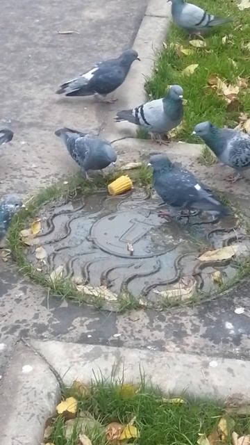 Голуби с голодухи едят кукурузу / Hungry pigeons eat corn смотреть онлайн