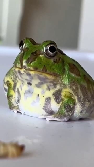 Хороший способ для похудения 🤣 лягушка кушает🤣🤣🐛? смотреть онлайн