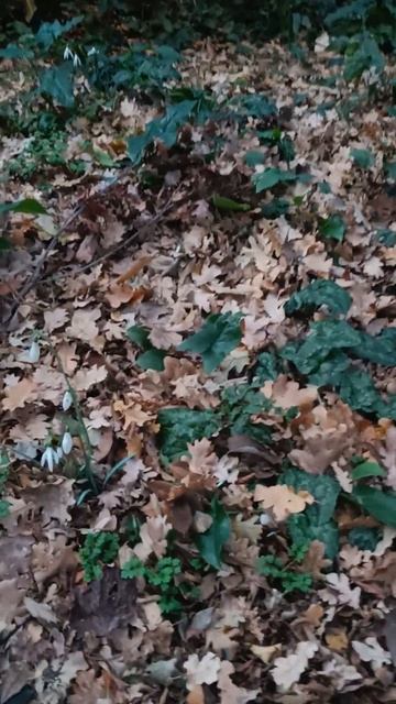 Черногория Савина Подснежники на Новый Год VID20250101162849 смотреть онлайн