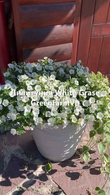 Нежность 🤍🤍🤍и очарование #петунии продажа черенко? смотреть онлайн