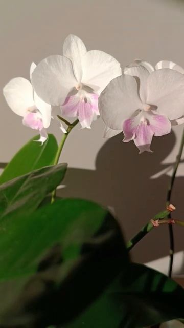 Продолжай искать себя💖 #орхидеи #orchid #phalaenopsisorchid #flowers # смотреть онлайн