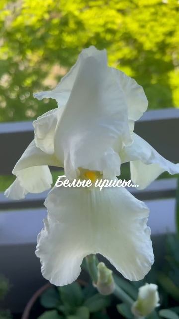 Белые ирисы в в Бирсфельдене🌸 смотреть онлайн