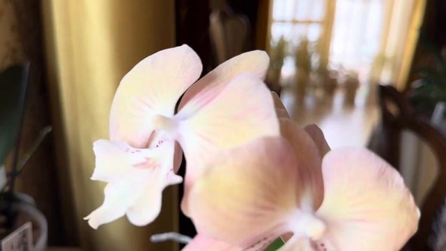 СРАВНИВАЕМ Ph. Rainbow Unicorn 🦄🦄🦄, ДВА БИГ ЛИПА ИЗ МОЕЙ КОЛ смотреть онлайн