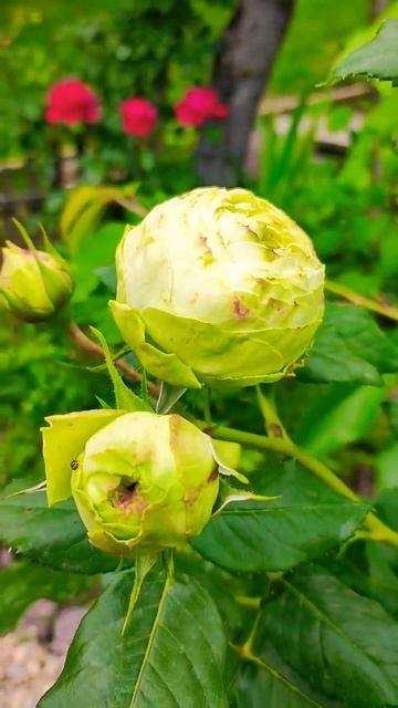 Петунья для цвета,розы для красоты и совсем простеньк? смотреть онлайн