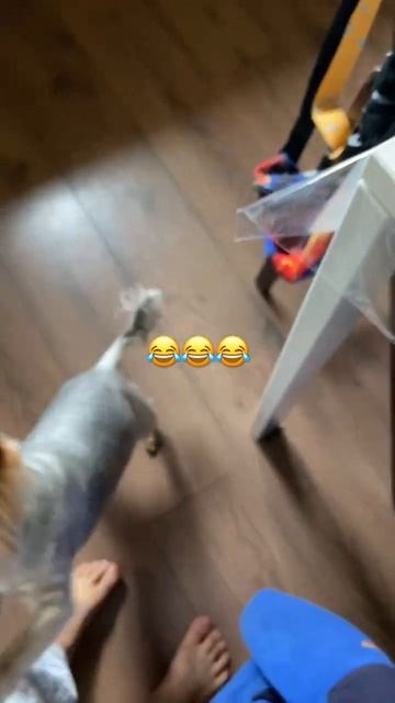 Собачья мята!!! смотреть онлайн