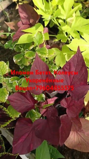#ипомеябатат #колеусы #колеусыпочтой #сад #gardenflowers #цве? смотреть онлайн