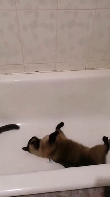 Фокина слабость, мятная зубная паста 🤩 смотреть онлайн