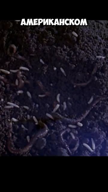 НОЧНОЙ ЛЕТУН | ЧУМОВАЯ ЭКРАНИЗАЦИЯ СТИВЕНА КИНГА (1997) #? смотреть онлайн