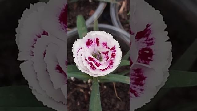 Новинка на 2025г. : Гвоздика перистая Delilah " Bicolor Purple" смотреть онлайн