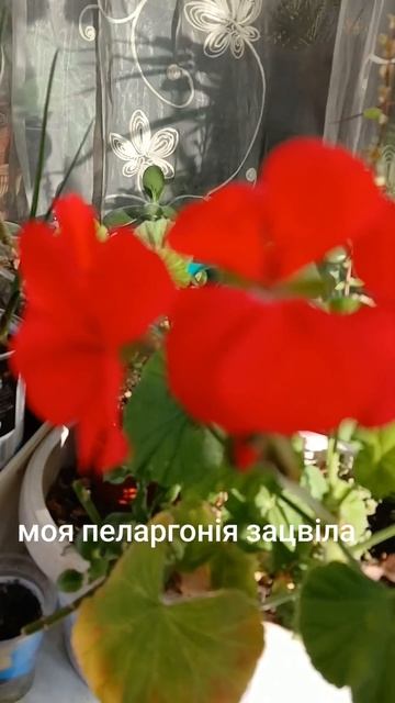 червона герань смотреть онлайн