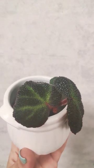 Новиночка#plants # бегония #soli -mutata🥰 смотреть онлайн