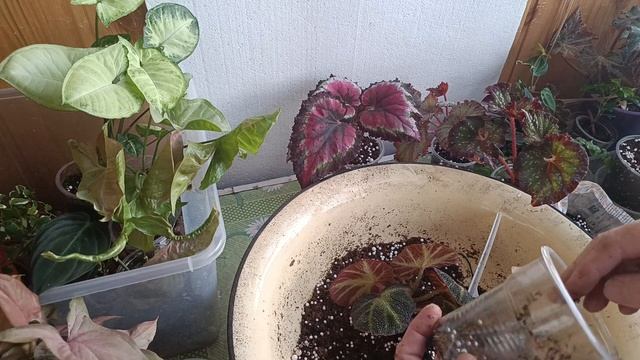 Пересадка бегоний #комнатныецветы #бегония #пересадка