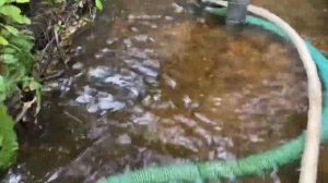 Работаем с Мини-драгой Дипсис-120x50 подача эжектором 3”