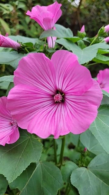 Лаватера смотреть онлайн