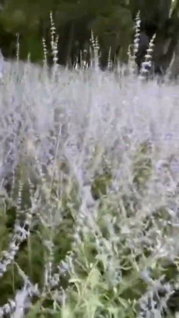 #веганы #зож #качели #озеро #абраудюрсо #горыкавказа #но смотреть онлайн