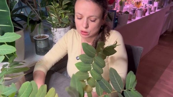 ФИЛЛАНТУС МИРАБИЛИС . Инструкция для новичка