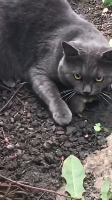 кот ест мышь смотреть онлайн