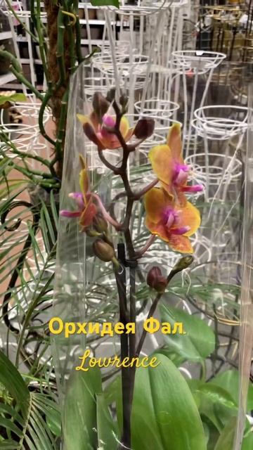 Орхидея Lowrence с ароматом не для всех! (март 2024) смотреть онлайн