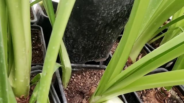 Сезонные изменения в луковицах. Коротко о листьях! смотреть онлайн