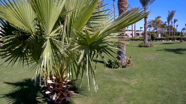 Grand Oasis Resort 4* Шарм Эль Шейх.Огляд номера,обiд,пляж.