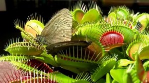 Венерина мухоловка - насекомоядное растение.