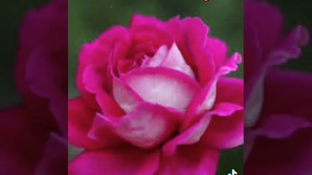 Есть в этом мире маленький секрет смотреть онлайн