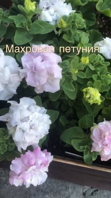 Махровая петуния белая смотреть онлайн