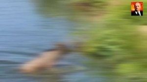 Крокодил в деле. Самые безжалостные моменты нападения крокодилов на животных