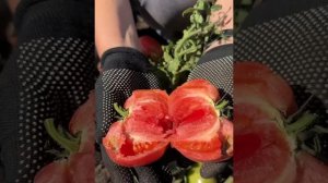 Томат "Штамбовый король" от Агрофирмы "Сибирский Сад"