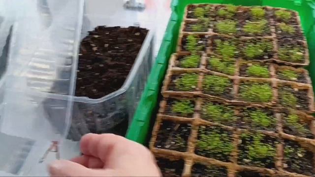 3 февраля,  обзор рассады.