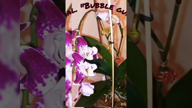 Орхидея фаленопсис " Bubble gum" мутация пелор смотреть онлайн