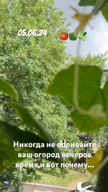 #советы #урожай (Выращиваем овощи на балконе) смотреть онлайн