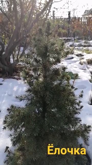 Исландская Ёлочка 🌲 смотреть онлайн