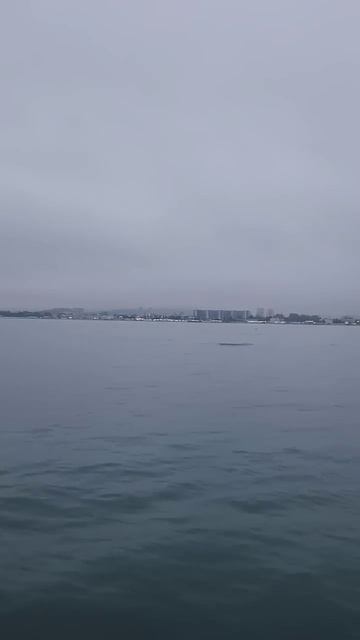 Дельфины под килем. #рыбалка #fishing #fish #рыба #морскаярыб? смотреть онлайн