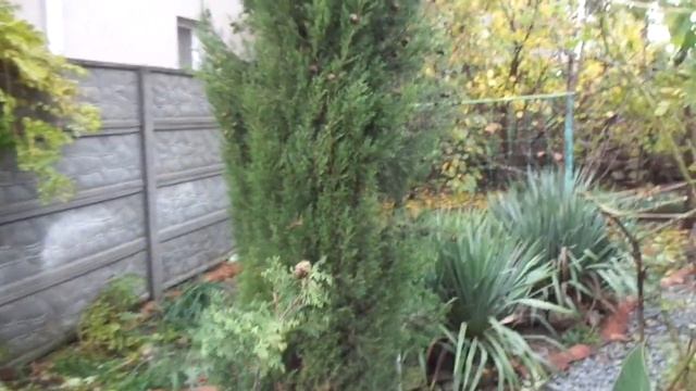 По варикозным венам - шишками КИПАРИСА. смотреть онлайн