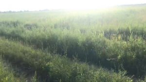 Поливаем люцерну