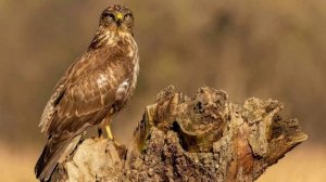 Канюк Обыкновенный или Сарыч, Голос Канюка