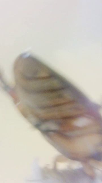 жук плавунец ест кусочек рыбы........ смотреть онлайн