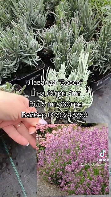 Лаванда Rosea. Саджанці ЗКС #лаванда #лавандаукраїна #від смотреть онлайн