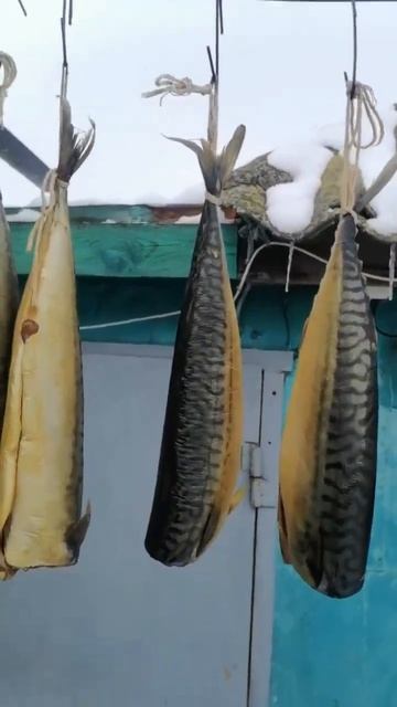 Скумбрия холодного копчения по-домашнему