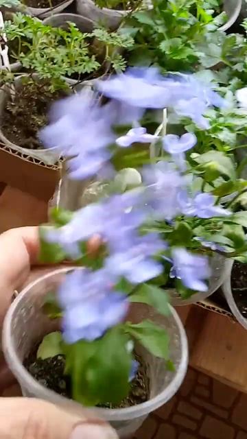 И снова красотка лобелия😍 смотреть онлайн
