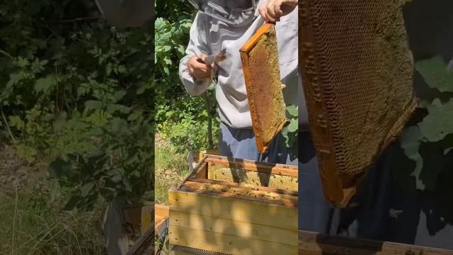 мед Гречка+Соняшник смотреть онлайн